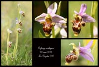 Ophrys-scolopax7