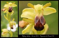 Ophrys-sulcata