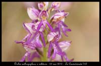 Orchis-anthropophora-x-militaris
