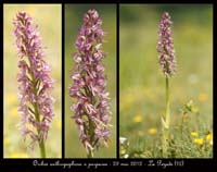 Orchis-anthropophora-x-purpurea
