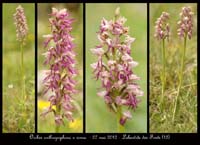 Orchis-anthropophora-x-simia