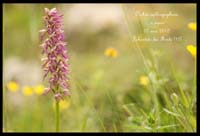 Orchis-anthropophora-x-simia2