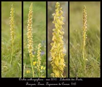 Orchis-anthropophora
