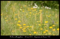 Orchis-anthropophora2
