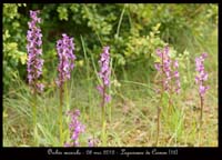 Orchis-mascula