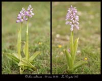 Orchis-militaris