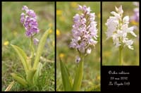 Orchis-militaris2