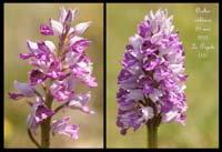 Orchis-militaris3