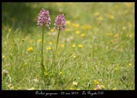Orchis-purpurea