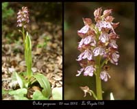 Orchis-purpurea2