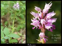 Orchis-simia