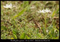 Ornithogalum-gussonii