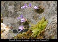 Pinguicula-longifolia-ssp-caussensis