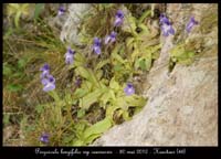 Pinguicula-longifolia-ssp-caussensis3