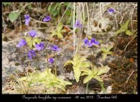 Pinguicula-longifolia-ssp-caussensis4