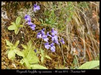 Pinguicula-longifolia-ssp-caussensis5