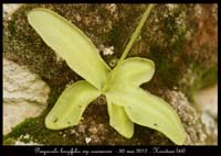 Pinguicula-longifolia-ssp-caussensis6