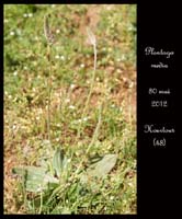 Plantago-media