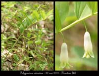 Polygonatum-odoratum