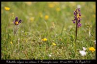 Pulsatilla-vulgaris-var-costeana-&-Anacamptis-morio