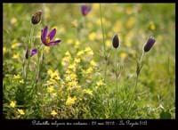 Pulsatilla-vulgaris-var-costeana