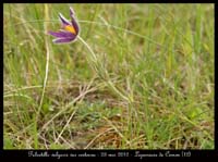 Pulsatilla-vulgaris-var-costeana10