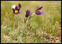 Pulsatilla-vulgaris-var-costeana2