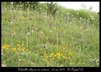 Pulsatilla-vulgaris-var-costeana3