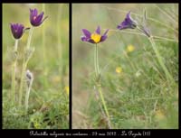 Pulsatilla-vulgaris-var-costeana4