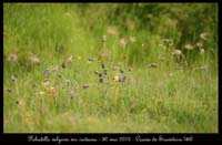 Pulsatilla-vulgaris-var-costeana5