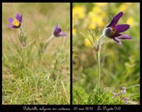 Pulsatilla-vulgaris-var-costeana6