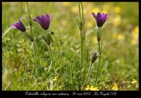Pulsatilla-vulgaris-var-costeana7