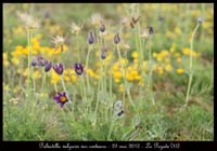 Pulsatilla-vulgaris-var-costeana8