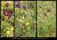 Pulsatilla-vulgaris-var-costeana9