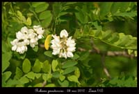Robinia-pseudacacia