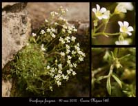 Saxifraga-fragosoi