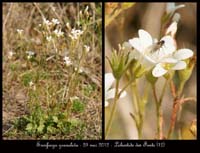 Saxifraga-granulata