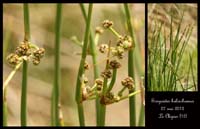 Scirpoides-holoschoenus