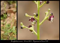 Scrophularia-canina