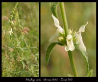 Stachys-recta