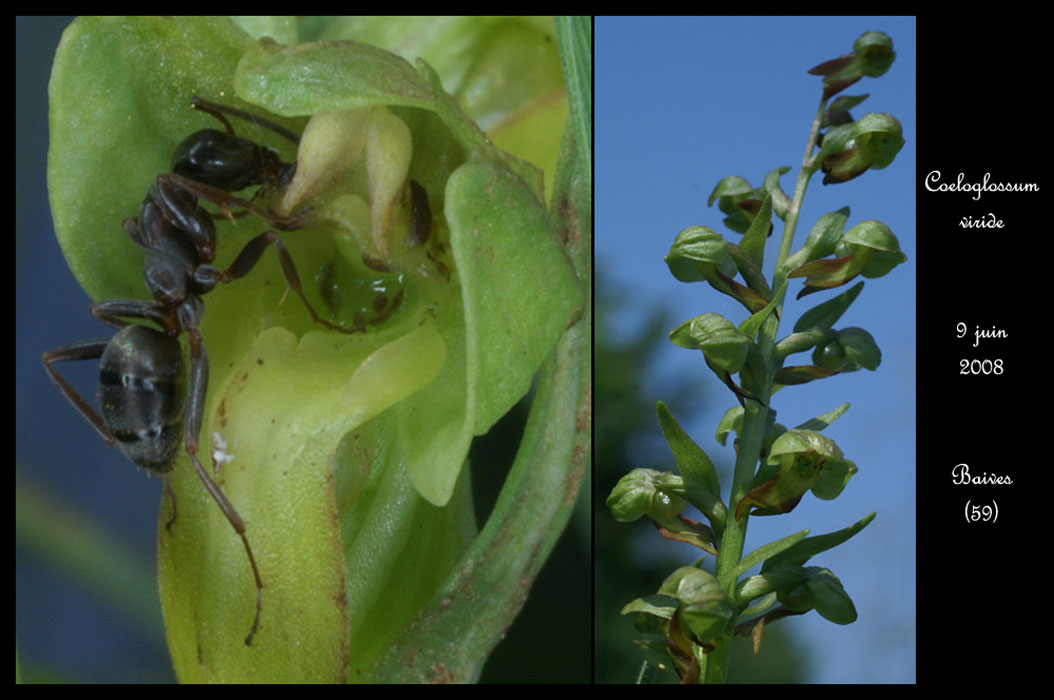 Coeloglossum viride