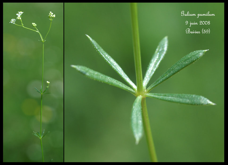 Galium pumilum