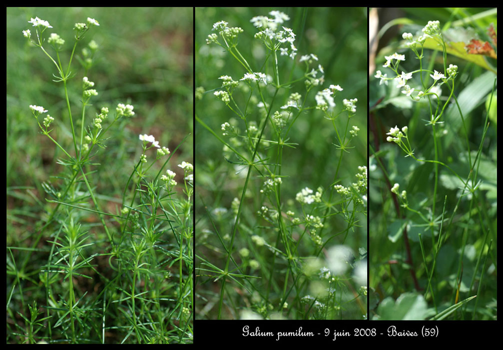 Galium pumilum2