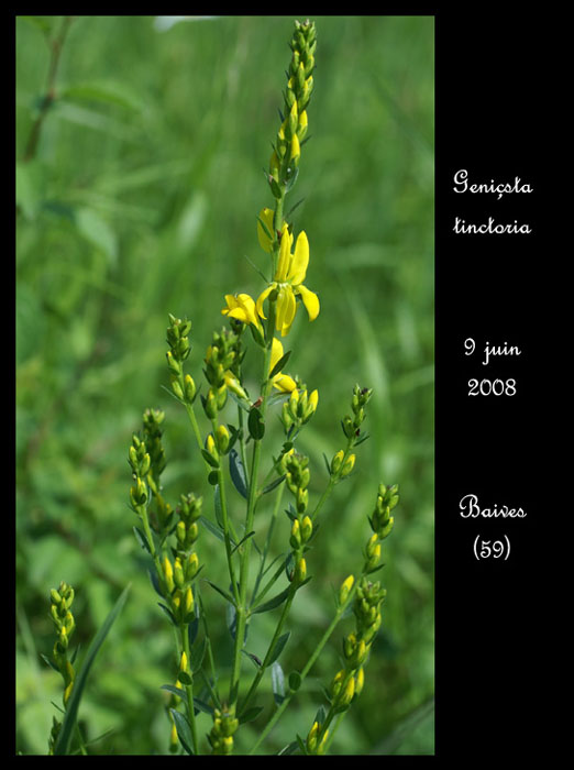 Genista tinctoria2