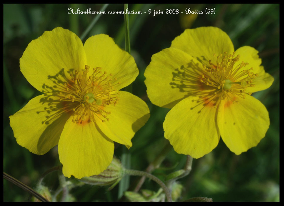 Helianthemum nummularuim