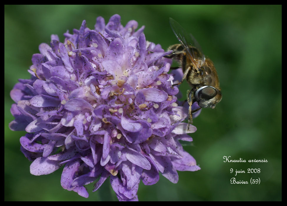 Knautia arvensis2