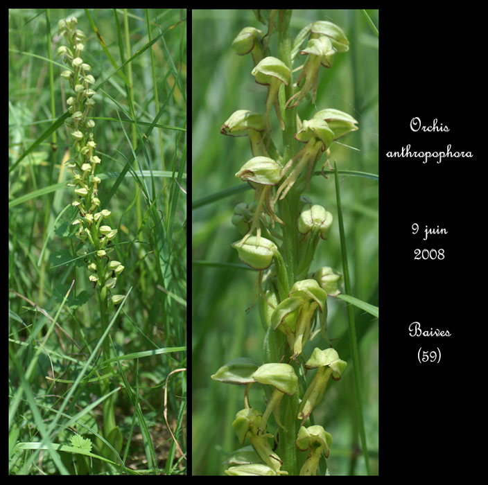 Orchis anthropophora