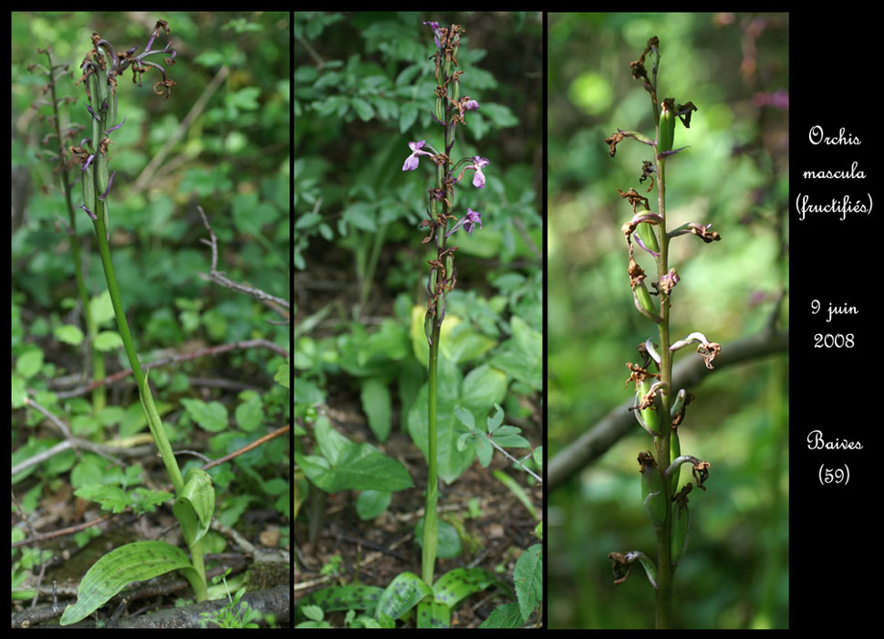 Orchis mascula