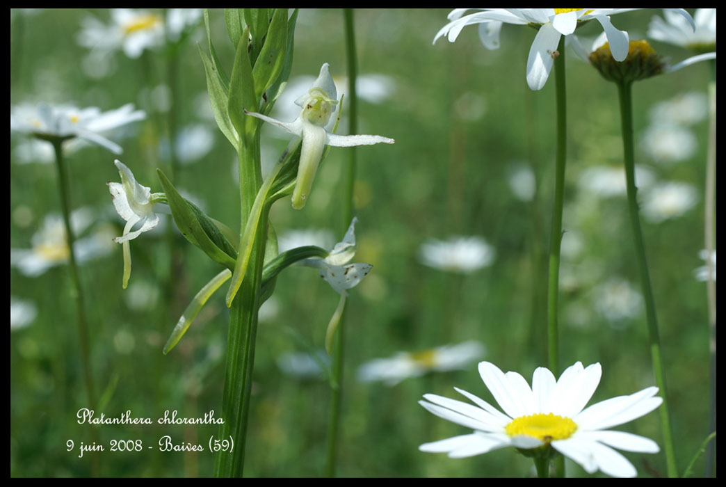 Platanthera chlorantha