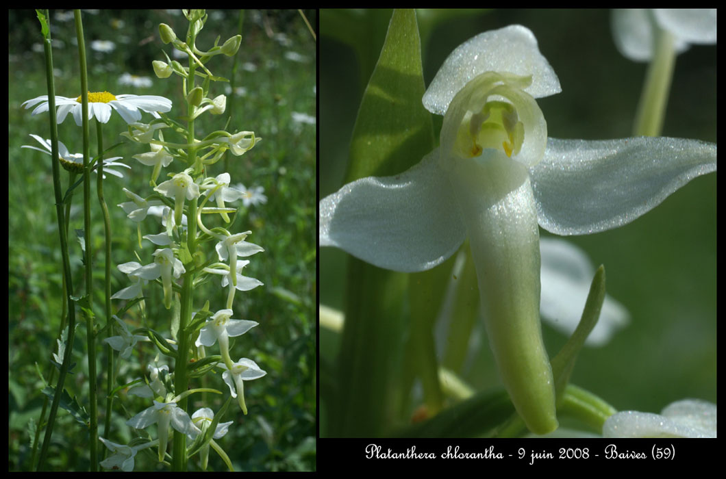 Platanthera chlorantha2